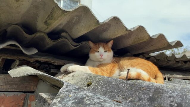 Red-headed domestic or homeless cat sits on roof on house or barn and looks closely in front of.
