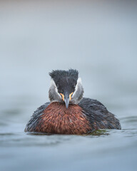 Red-necked grebe staring into the camera