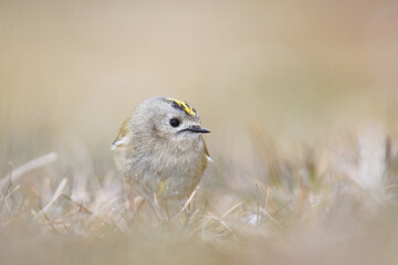 Goldcrest sitting on the ground