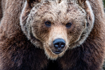 Close up big brown bear in spring forest