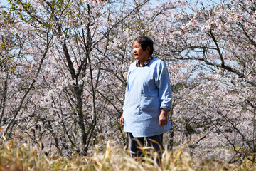 桜を眺める70代の女性