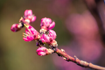 Close up of pink peach tree blossoms