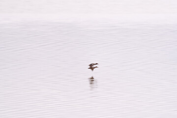 Pair of ducks flying over the calm lake at dawn