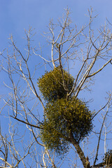 A sick withered tree attacked by mistletoe, viscum. They are woody, obligate hemiparasitic shrubs