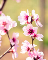 Close up of pink peach tree blossoms