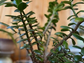 Closeup of thick stems and green petals of jade plant, or money tree. Crassula ovata grows indoors...
