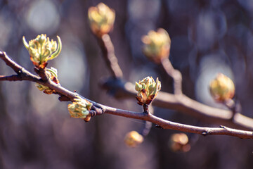 Pear tree buds in spring