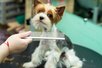 combing the hair of a Yorkshire terrier in a grooming salon