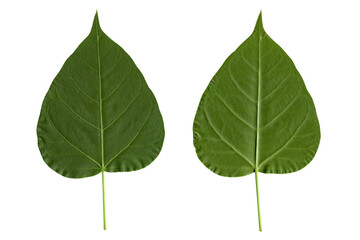 green color Bodhi leaf isolated on white background with space for text, Clipping path
