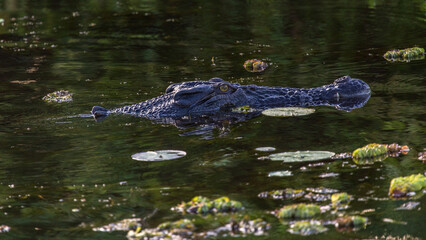 Portrait of a marine crocodile in Kakadu National Park, Australia
