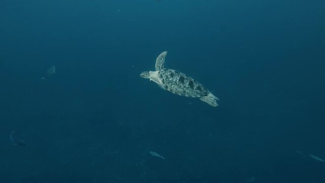 Turtle swimming in clear water