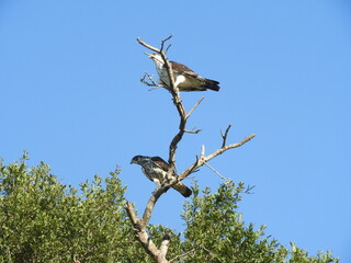African Hawk Eagle Hieraaetus fasciatus