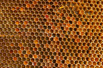 Background texture and pattern of a section of wax honeycomb from a bee hive filled with golden honey in a full frame view