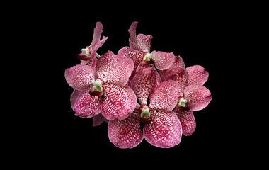 Isolated purple vanda orchid flower with clipping paths