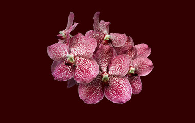 Isolated purple vanda orchid flower with clipping paths