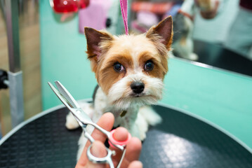 thinning scissors for cutting a Yorkshire terrier in a grooming salon, close-up