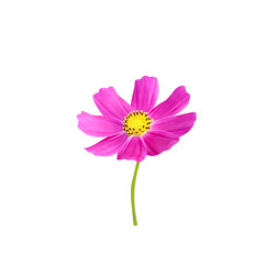 Single pink cosmos bipinnatus (mexican aster ) blooming isolated on white background clipping path