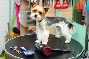well-groomed yorkshire terrier in a grooming salon, on a table with pet tools