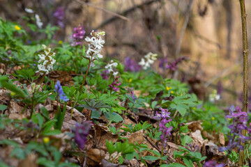 Hollow-root, Corydalis cava, blooming on the forest floor in a park during spring