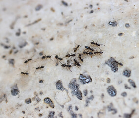 ants on a light background