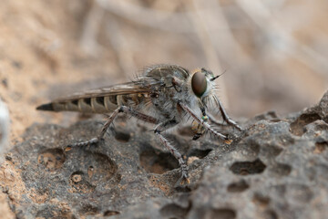 An Asilidae fly devouring a Trupanea guimari