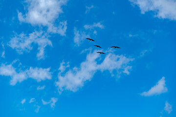 出水市の空を飛ぶ鶴
