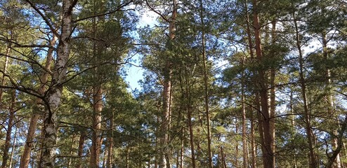 Fototapeta premium Pine trees