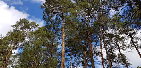 Fototapeta premium Pine trees