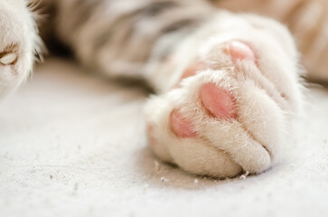 Close-up portrait of a white cat. Macro photo of a white cat's paw. Close-up portrait of a white cat. Macro photo of a white cat's paw. The concept of pet care, a way to treat domestic cats.