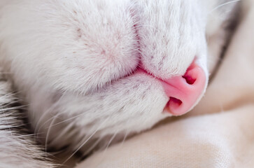 Close-up portrait of a white cat. Macro photo of a red cat's nose. Close-up portrait of a white cat. Macro photo of a red cat's nose. The concept of pet care, treatment of respiratory organs in domest