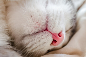 Close-up portrait of a white cat. Macro photo of a red cat's nose. Close-up portrait of a white cat. Macro photo of a red cat's nose. The concept of pet care, treatment of respiratory organs in domest