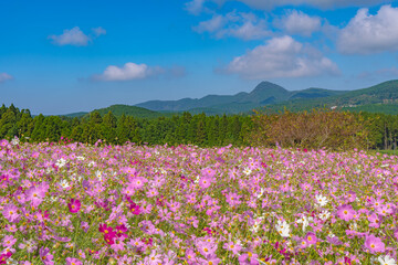 上場高原のコスモス畑の風景