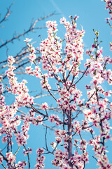 Almond tree branches full of white blossoms against the blue sky is spring