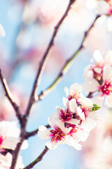 Almond tree branches full of white blossoms against the blue sky is spring