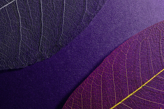 Elements Of Nature Authentic Naturalness Close-up. Biophilic Nature-inspired Textured Background. Skeleton Magnolia Leaf Macro Photography