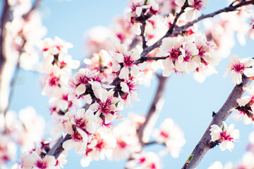 Almond tree branches full of white blossoms against the blue sky is spring