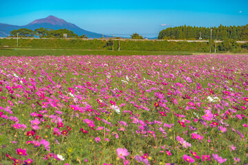 霧島連山とコスモス