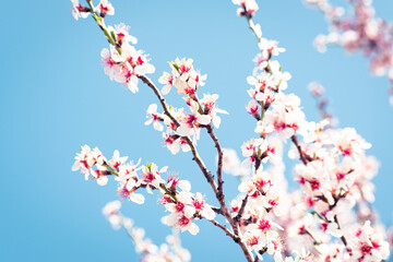 Almond tree branches full of white blossoms against the blue sky is spring