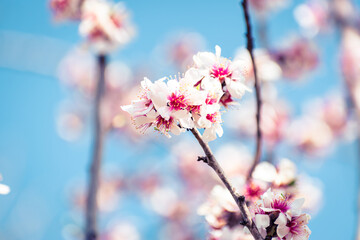 Almond tree branches full of white blossoms against the blue sky is spring