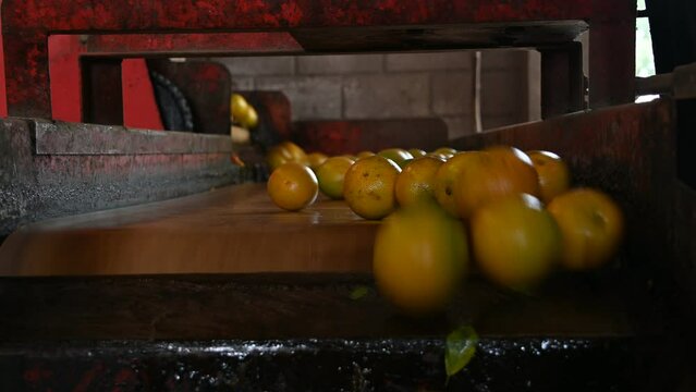 Oranges on the conveyor belt falling fast
