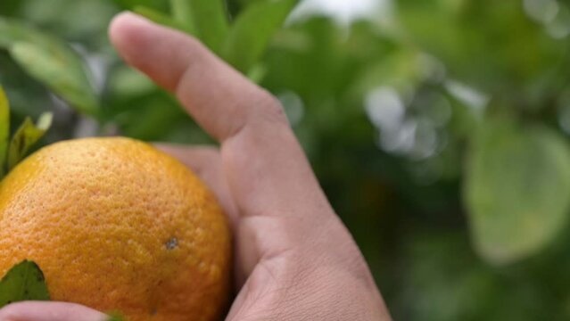 farmer's hand, easily cuts an orange on the tree