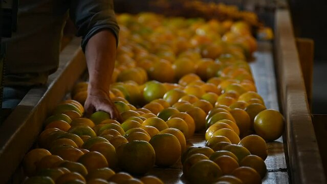 oranges being carefully selected by farmer hand