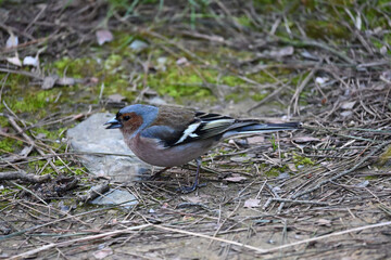 Obraz premium The common chaffinch or simply the chaffinch is a common and widespread small passerine bird in the finch family. The male is brightly coloured with a blue-grey cap and rust-red underparts. The female