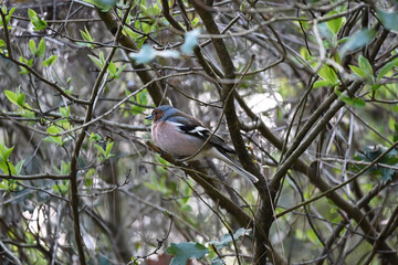 The common chaffinch or simply the chaffinch is a common and widespread small passerine bird in the finch family. The male is brightly coloured with a blue-grey cap and rust-red underparts. The female
