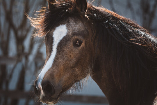 DRP | junges deutsches Reitpony