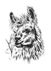Portrait of a llama alpaca. Sketch