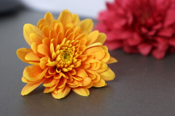 orange chrysanthemum flower