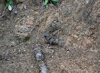The common chaffinch or simply the chaffinch is a common and widespread small passerine bird in the finch family. The male is brightly coloured with a blue-grey cap and rust-red underparts. The female
