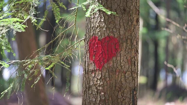 Spruce red heart, love nature concept