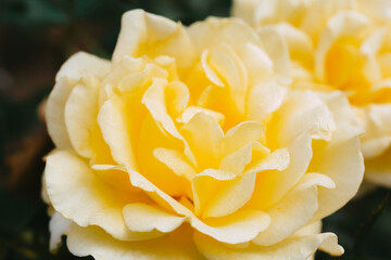 Closeup to Yellow rose flower with dew or rain water on the morning.